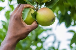 [ai] A hand reaching for green apples on a tree branch surrounded by green leaves.